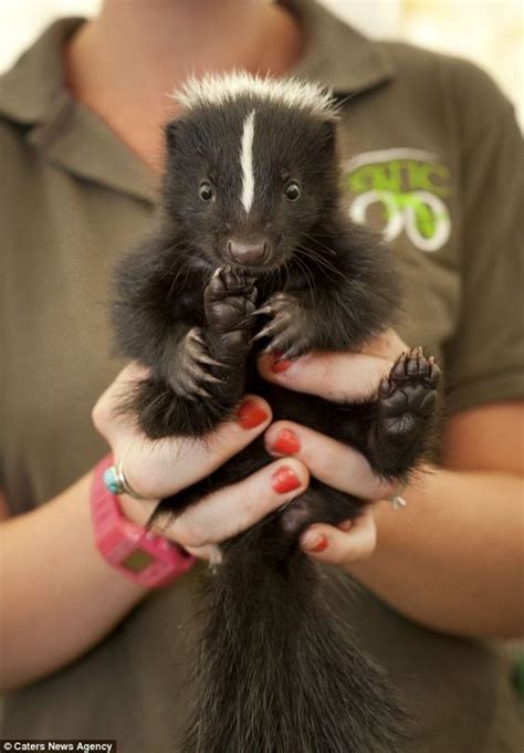 The Not So Sweet Smell Of Success 20 Skunks Strut Their Stuff At