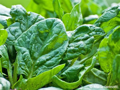 Growing Spinach In Your Home Garden