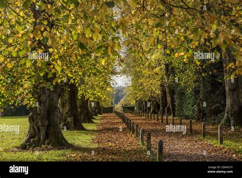 Autumn At Polesden Lacey Tree Line Walk With Leaves Starting To Fall Stock Photo Alamy