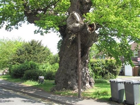 The Crouch Oak This Is One Of Britains Oldest Trees Possibly 11th