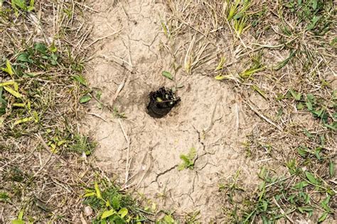 What To Do With Snake Holes In The Yard 7 Ways Yard Fun To Be One