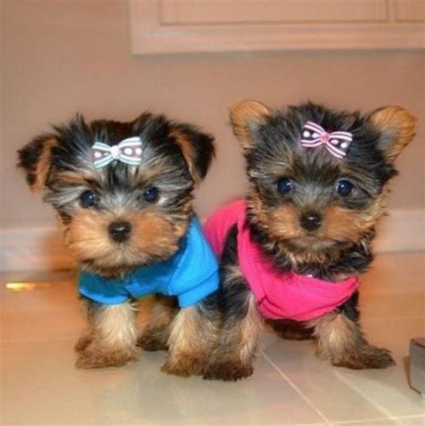 If you do not receive a message, your phone number might be registered in the do not disturb registry. Yorkie Poo Puppies For Adoption american pet registry ...