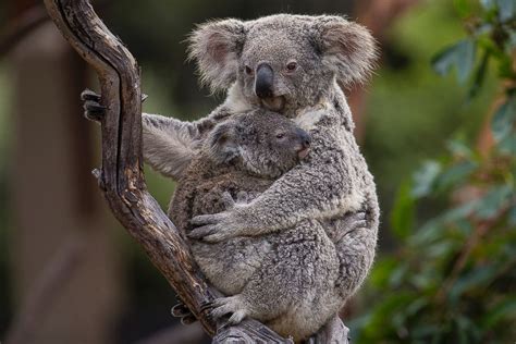 A Koala Snuggles With His Mom Picture The Cutest Animals Roundup