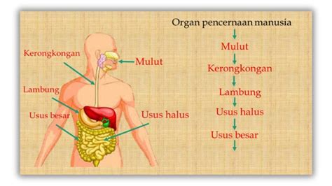 Sistem Pencernaan Manusia Arti Organ Enzim Cara Menjaga