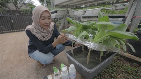 Upaya Urban Farming Di Tengah Ancaman Defisit Pangan Semasa Pandemi My Xxx Hot Girl