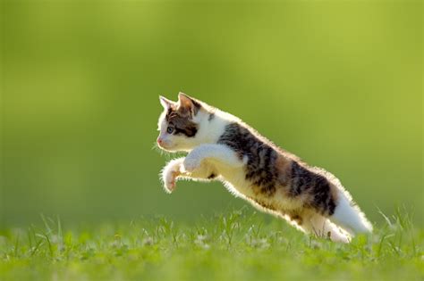 Young Cat Jumps Over A Meadow Backlit Stock Photo Download Image Now