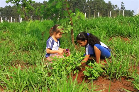 projeto pedagógico contribui com a preservação do meio ambiente prefeitura de campo verde mt