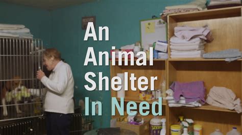 The Only No Kill Animal Shelter In The Bronx May Close Youtube