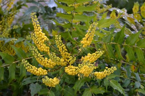 The Native And Native Adjacent Mahonias Why We Love All Four — Native