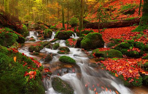 Wallpaper Autumn Forest Leaves Trees Stream Stones Moss Germany