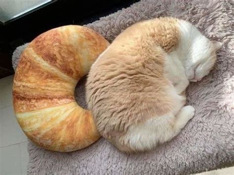 15 Tasty Cats That Look Like Food Cats My Life