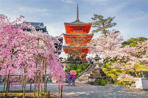Best Temples To See Cherry Blossoms In Kyoto Great Places In Kyoto