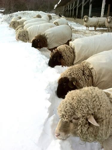 Sheep Gal Sheep Eat Snow