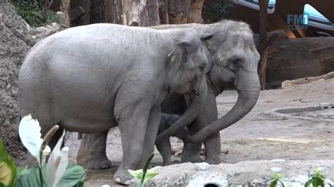 Wir berichten über unsere tiere und naturschutzprojekte sowie über events und. Elefantenbaby verzaubert Besucher im Zoo Zürich - YouTube
