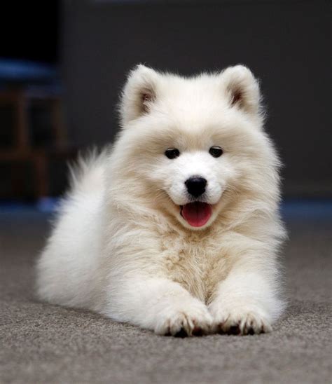 Samoyed Cute Pictures The Fluffiest And Most Adorable Dogs Youll Ever