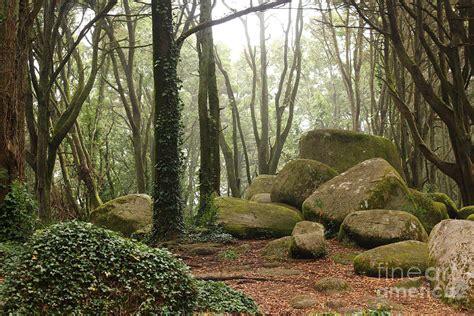 Green Forest Trees With Huge Rocks Photograph By Manuel Fernandes