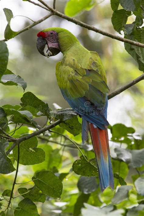 Great Green Macaw Ara Ambiguus Stock Photo Image Of Back Green 82884198