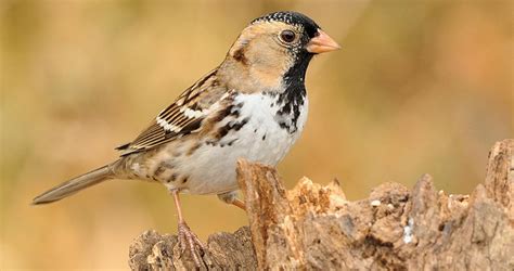 Harriss Sparrow Life History All About Birds Cornell Lab Of Ornithology