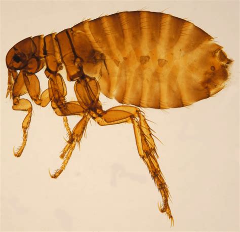 The Promiscuous Human Flea Contagions