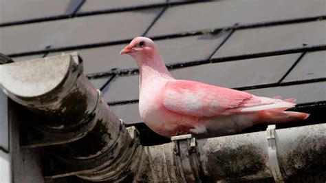 Have You Seen One Of These Mysterious Pink Pigeons Flying Around The Uk
