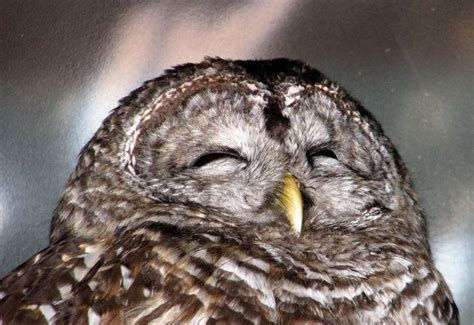 Sleepy Owl By Joy Wagner Funny Animals Sleepy Owl Animals