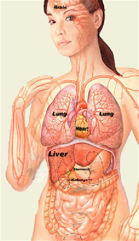 The rib cage is formed by the sternum, costal cartilage, ribs, and the bodies of the thoracic vertebrae. Picture Of What Is Under Your Rib Cage : Upper Left ...