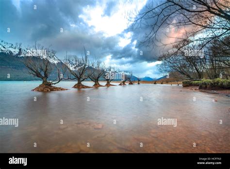 The Famous Willow Trees Of Glenorchy New Zealand Stock Photo Alamy