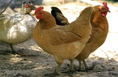 Fresh Start For Hens Are Trying To Re Home 9000 Retired Birds Who Are
