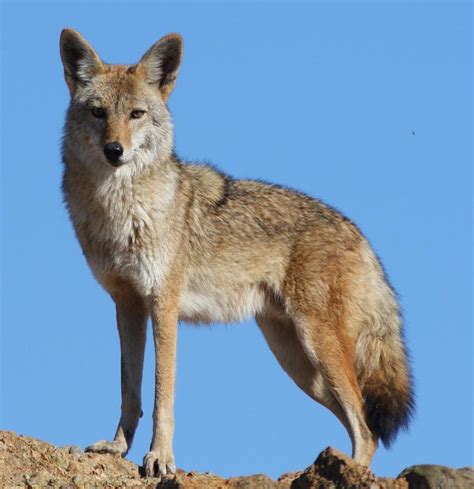 What Is A Coyote With Pictures