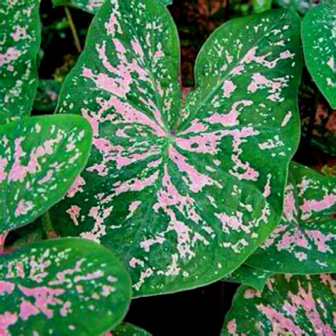 The state flower of arizona. Elise Caladium | Plants, Florida gardening, Caladium