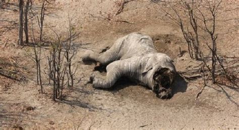 Caza Furtiva Siega La Vida De 90 Elefantes En Botsuana