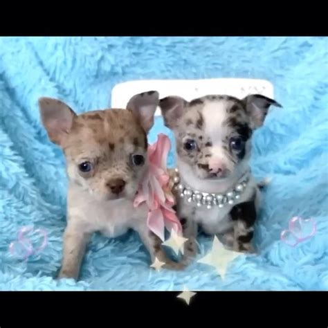 Two Cute Merle Chihuahua Girls From Las Vegas Tiny Chihuahua Video