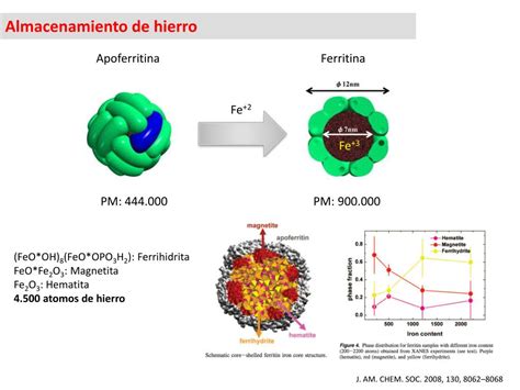 Ppt Química Bioinorgánica Del Hierro Powerpoint Presentation Free