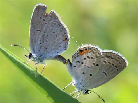 Eastern Tailed Blue Butterflies Mating Smithsonian Photo Contest