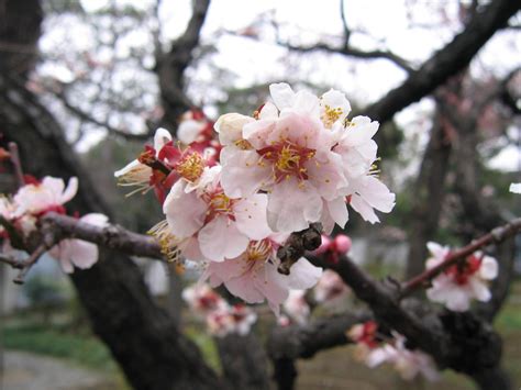 White Plum Of Ryodaishi An Ume Tree Japanese Plum Just I Flickr