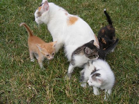 Free Photo Cat Kittens Young Pet Feline Free Image On Pixabay