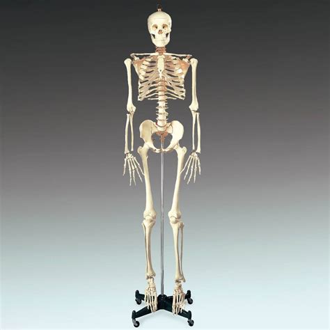 Budget Bucky Skeleton With Stand Anatomical Chart Company Ch10
