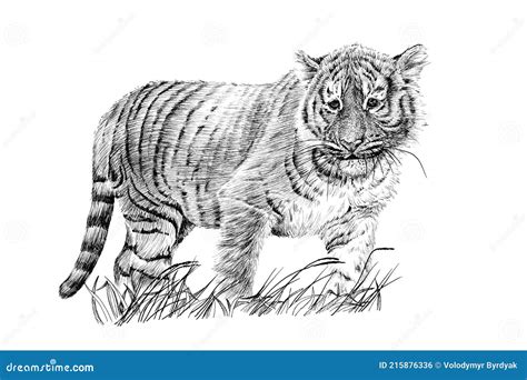 Hand Drawn Baby Tiger Cub Sketch Graphics Monochrome Illustration