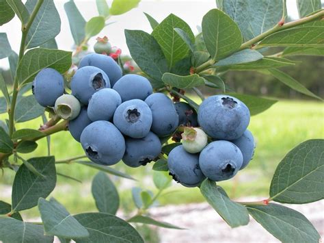 How To Grow Blueberries A Native Berry Dengarden