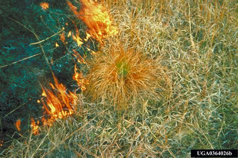 Brown Spot Needle Blight Of Pine Mycosphaerella Dearnessii