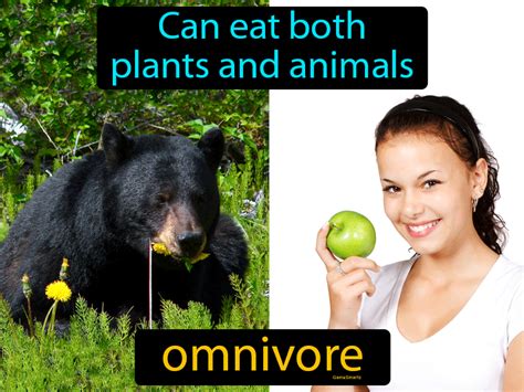 What Is An Omnivore What Are 10 Examples Of Omnivorous Animals