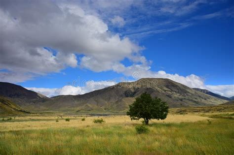 Landscape In New Zealand A Tree In Front Of The Mountains Molesworth