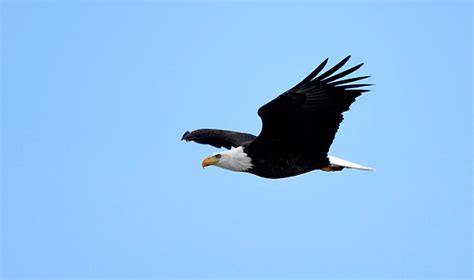 The Eagle Has Landed Practically In Your Backyard