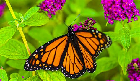 Historic Deal To Protect Millions Of Monarch Butterfly Habitat Acres Is