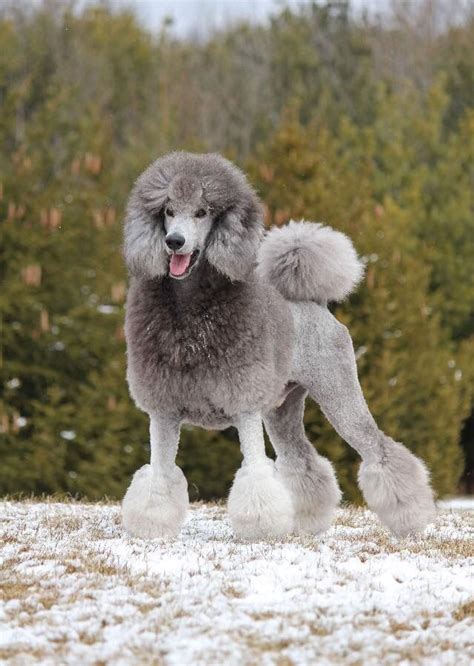 Pin By Nusnoo C On Oodles Of Poodles Standard Poodle Haircuts Poodle