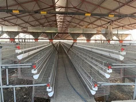 Automatic Poultry Feeding System Galvanized Steel Bulk Feed Silo