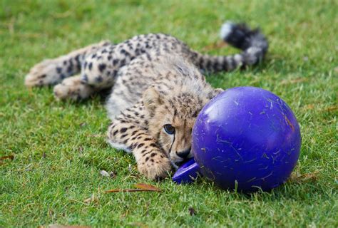Inpark Magazine Busch Gardens Kasi The Cheetah Cub Wins