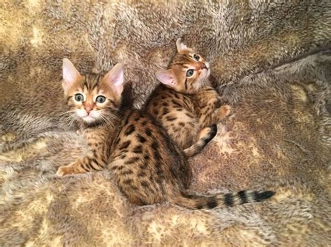 Bengal Kitten For Adoption Animals Allenspark Colorado