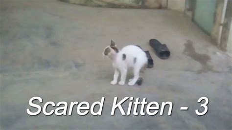 Scared Kitten 3 Youtube