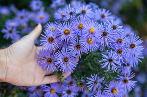 Growing Aster Where When And How To Plant Pretty Aster Flowers
